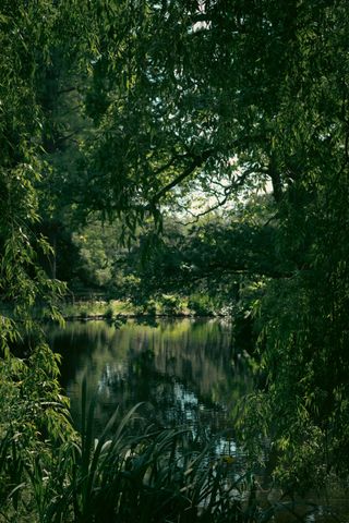 A natural frame pointing to a pond