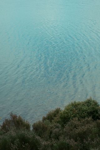 Composition of a bush in the foreground and a neverending water pool in the background