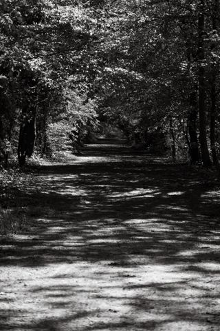 Black and white path in a forest on a sunny day