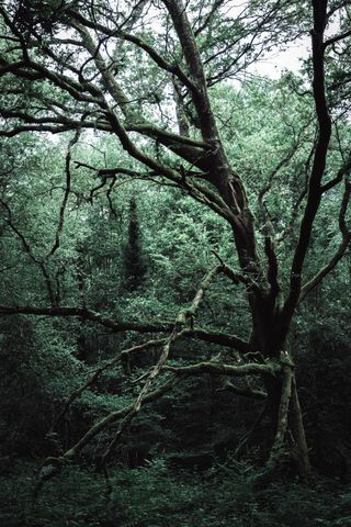 Peculiar tree in the woods