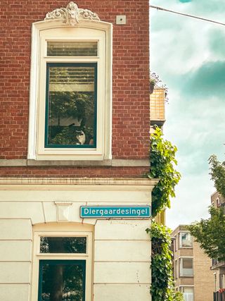 A building in Rotterdam with a cat watching the street by the window