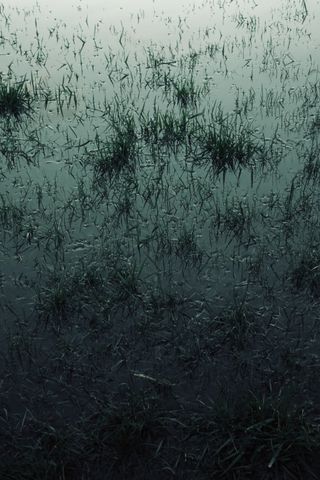 Flooded grass