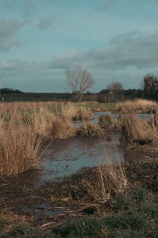 A lonely tree in the background and the swamp in the foreground