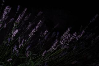 Lavender in the dark night