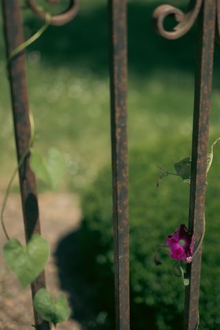 A climbing plant around a metal bar