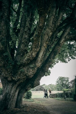 Three young women under a massive old tree