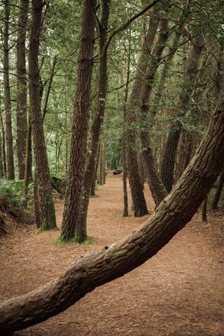 A forest with a very bent tree in the middle of the path