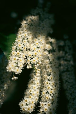 Blooming white flowers on a plant stem with a few late buds