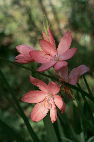 Close-up of pink petals flowers in a subtle sunlight