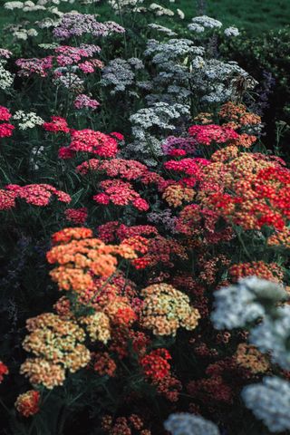 Close up on a colorful flowerbed