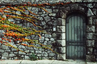 A stone wall covered with a creeping plant heading to a closed metal door