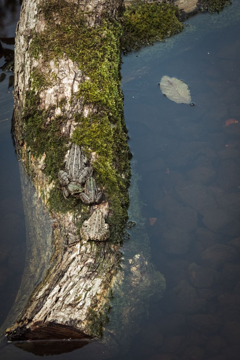 A group of frogs on an immersed tree trunk, all looking in the same direction except the smallest one