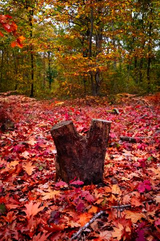 Trunk of a tree on a floor covered with red dead leaves during fall