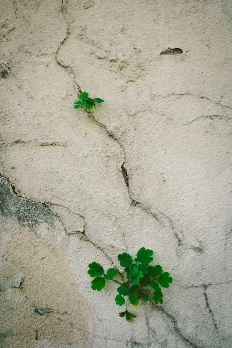 Plants growing out of cracks in a wall