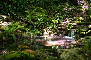 Lush flora around a small pond filled by a small cascade