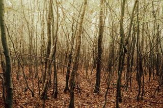 Dense forest in autumn