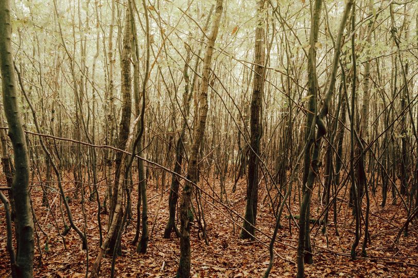 Dense forest in autumn