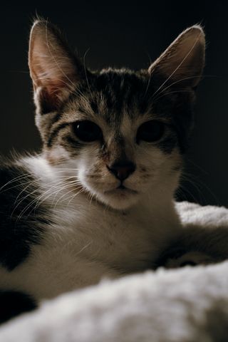 Portrait of a kitten with a dark look