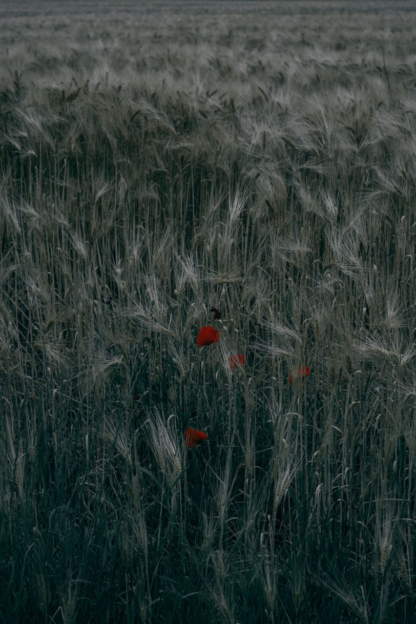 Some poppies in a crop field