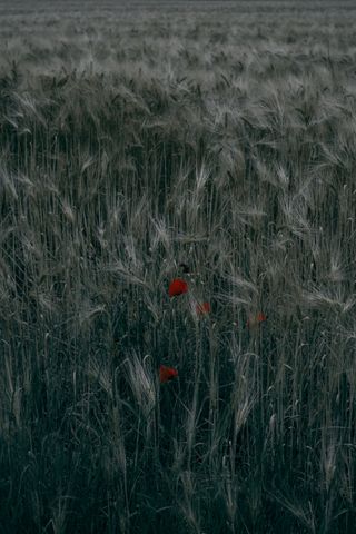 Some poppies in a crop field