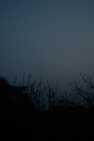 Shapes of leafless trees on a misty dimmed morning