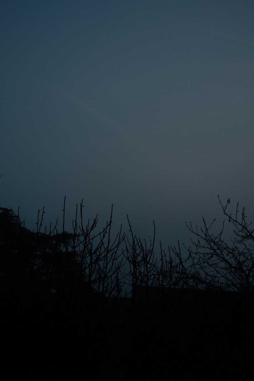 Shapes of leafless trees on a misty dimmed morning