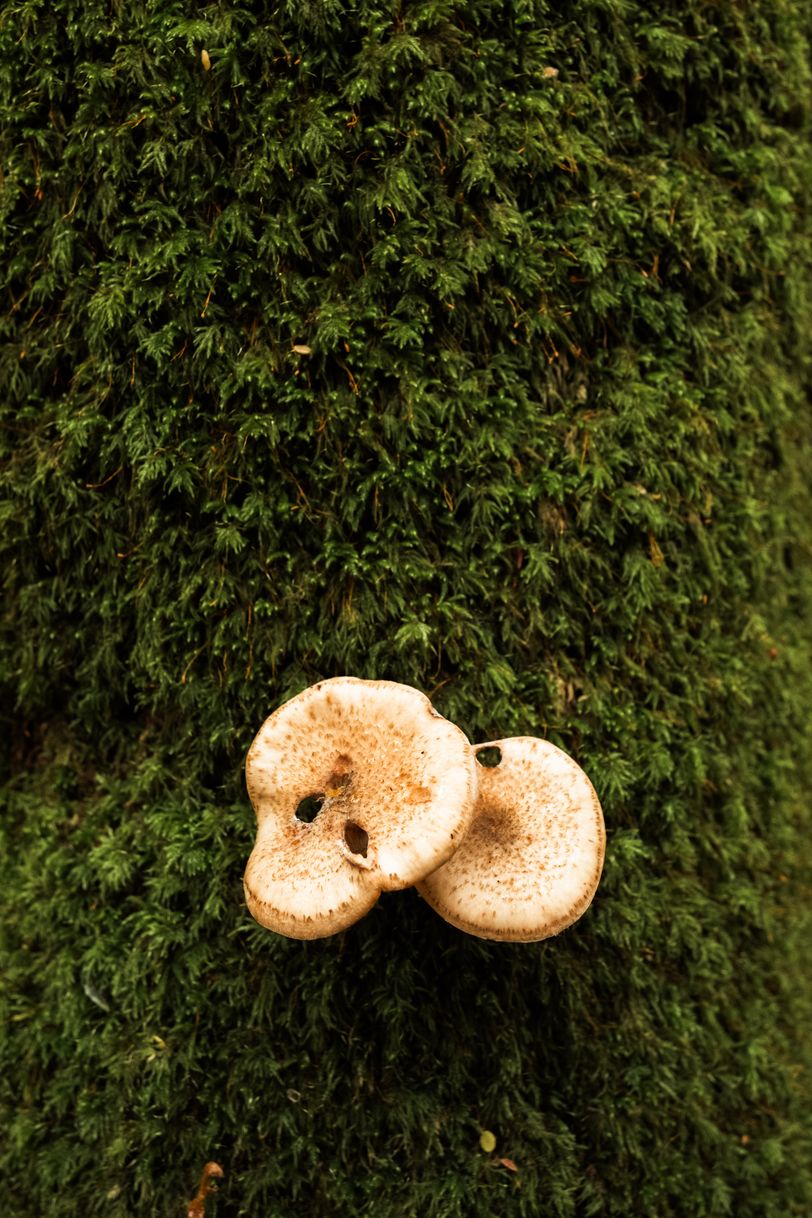 Two mushrooms growing on a moss covered trunk