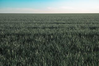 A field as far as the eye can see of growing crops under a blue sky