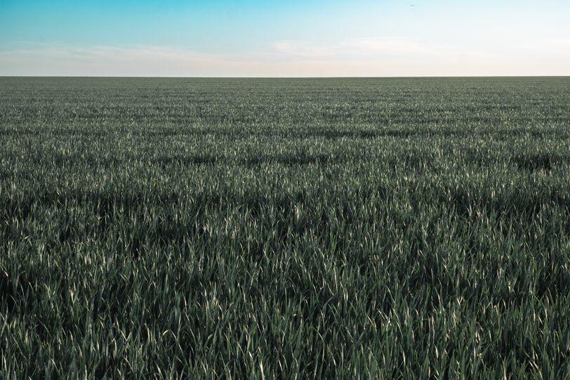 A field as far as the eye can see of growing crops under a blue sky