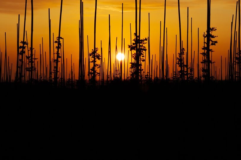 Tree nursery on sunset