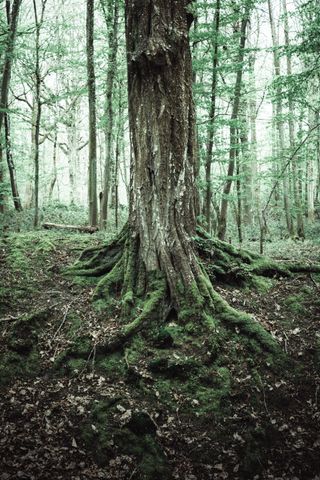 Tree growing on a slope with visible roots