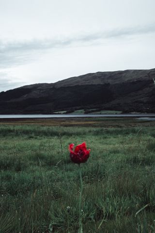 A single red flower in a vast plain of grass with a loch and a mountain in the background