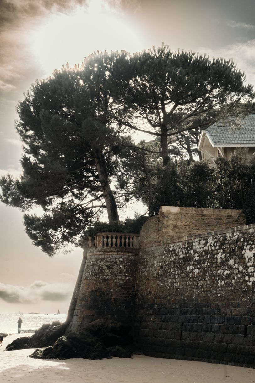 Massive old tree growing on a stone beach overlook