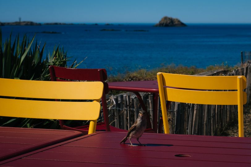 A bird on a table of a cafe near the shore