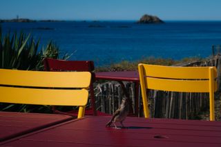 A bird on a table of a cafe near the shore