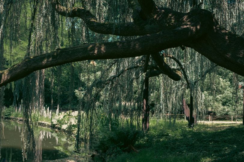 A large willow tree in a garden protecting from the sun