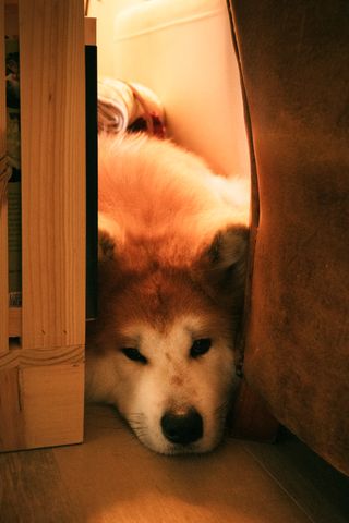 Portrait of a dog with its head between furnitures