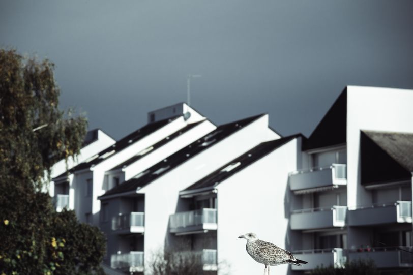 A bird stealing the focus on a cityscape