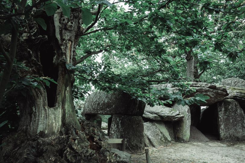 The remains of an old tree next to a dolmen structure