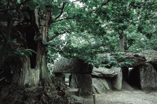 The remains of an old tree next to a dolmen structure