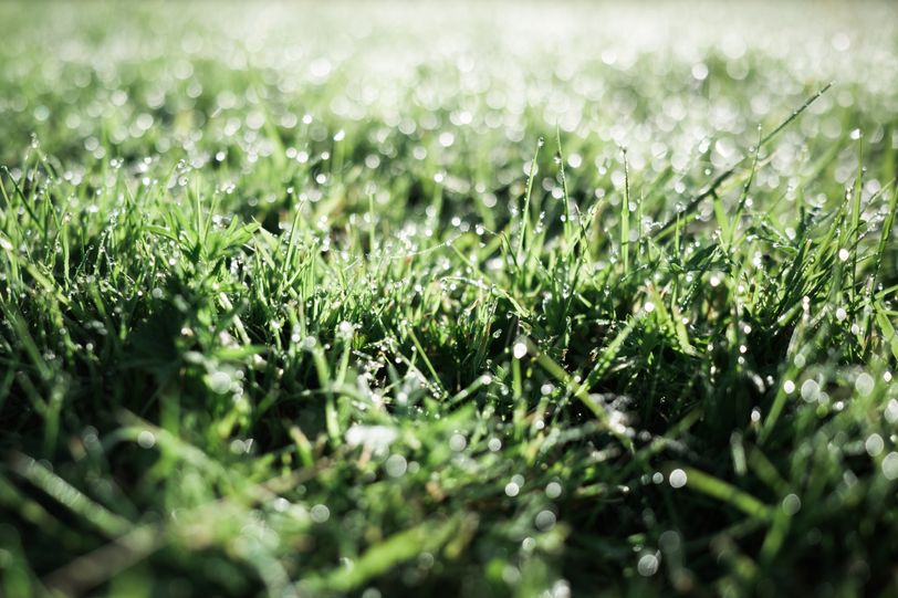 Morning dew on grass