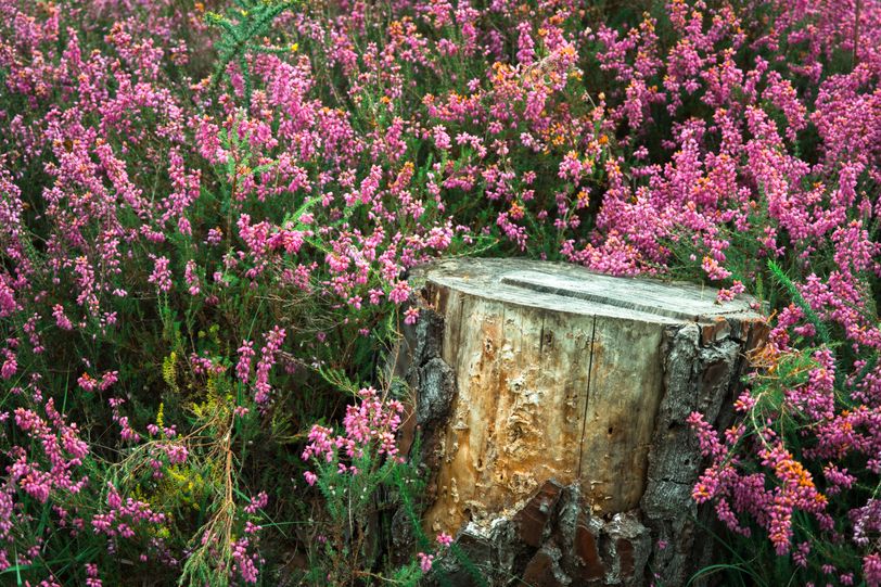Tree stump surrounded by pink flowers