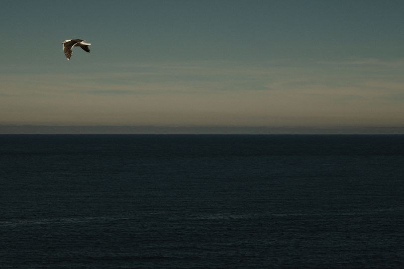 Flying gull over the sea