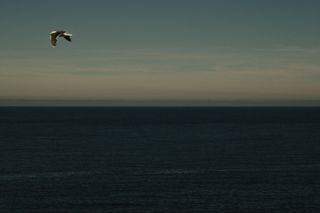 Flying gull over the sea