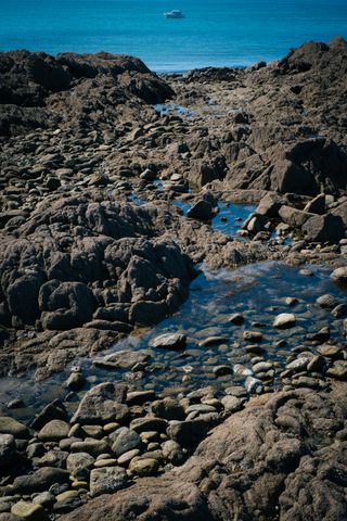 Emerged rocky shore at low tide