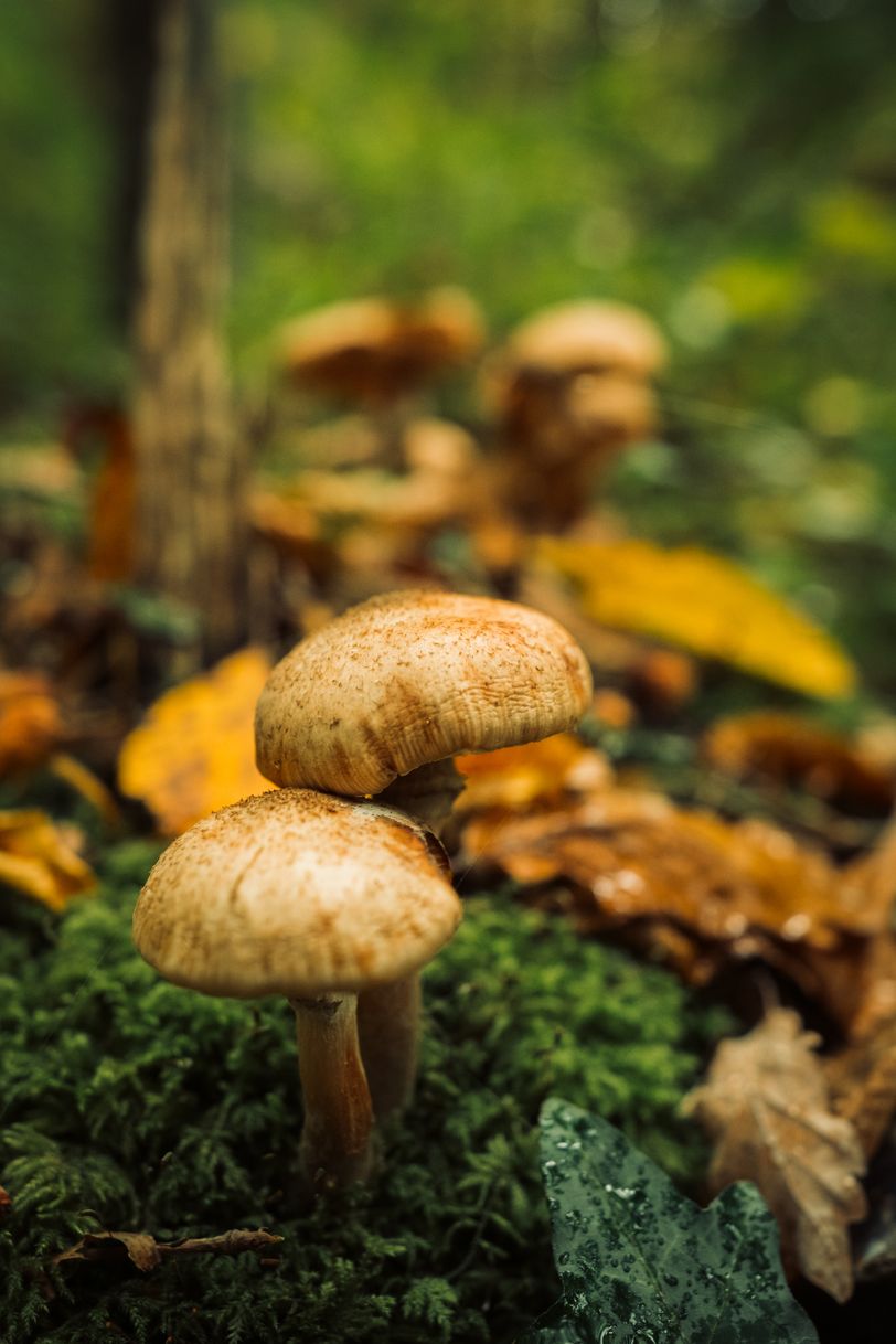 A pair of mushrooms on moss in a forest