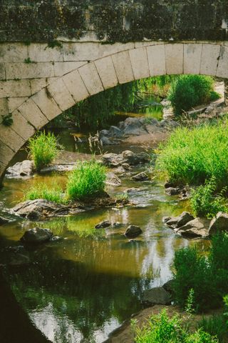 Small stream and plants under a bridge
