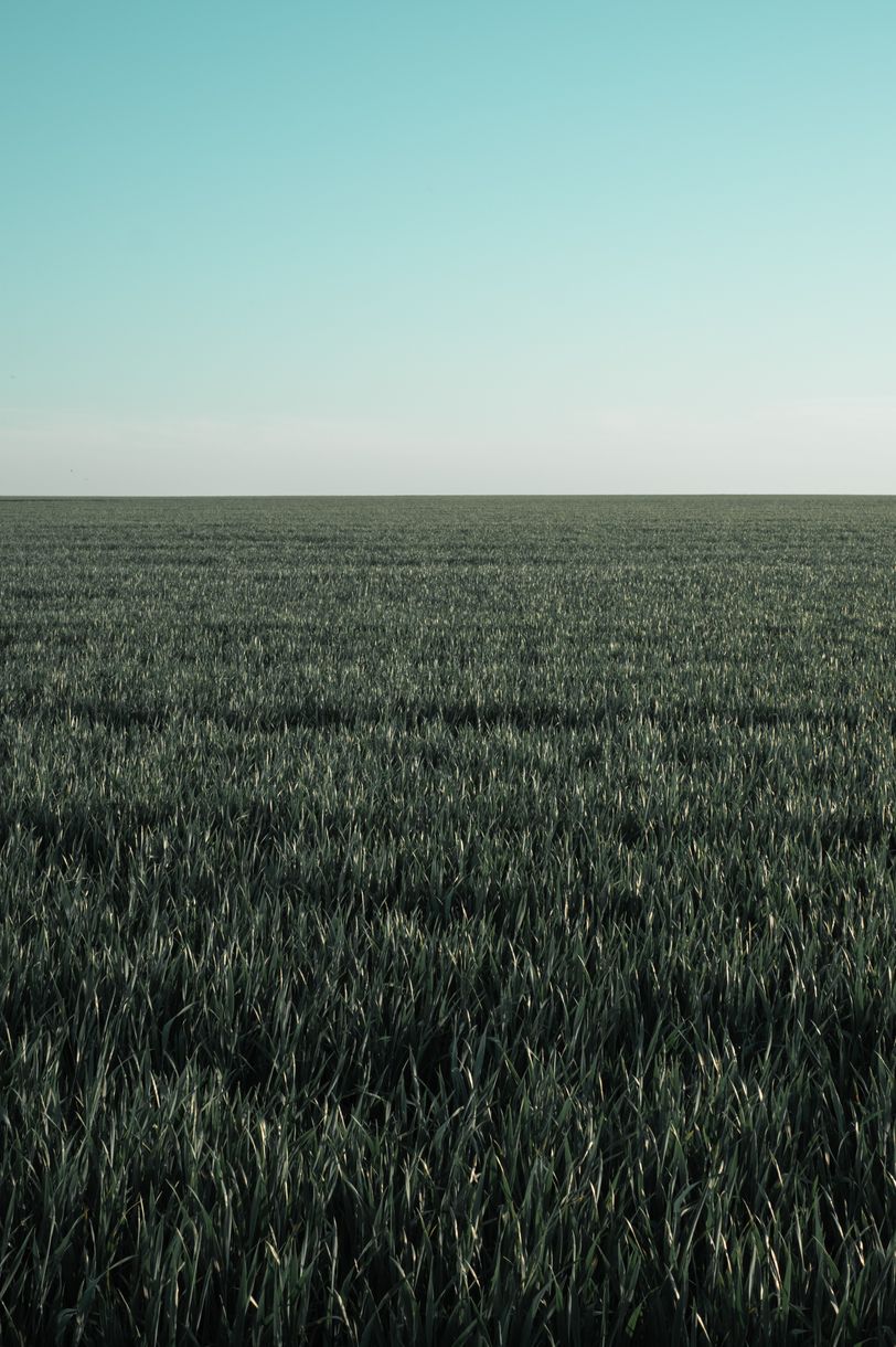 Field of growing plants on a sunny day