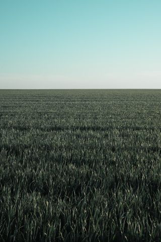 Field of growing plants on a sunny day