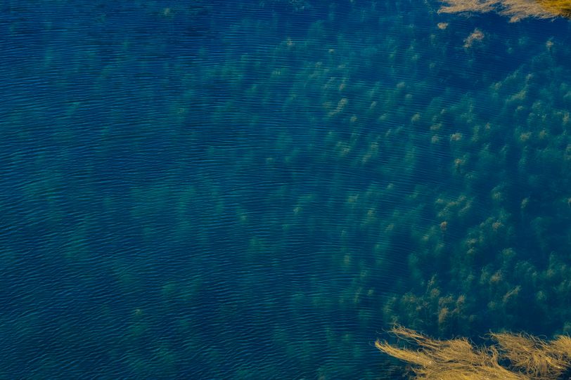 Water surface with underwater plants visible in transparency